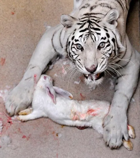 deresolute archive image 00030