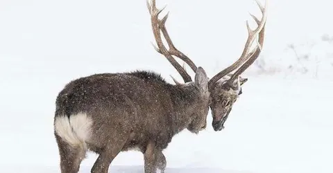 deresolute archive image 00184